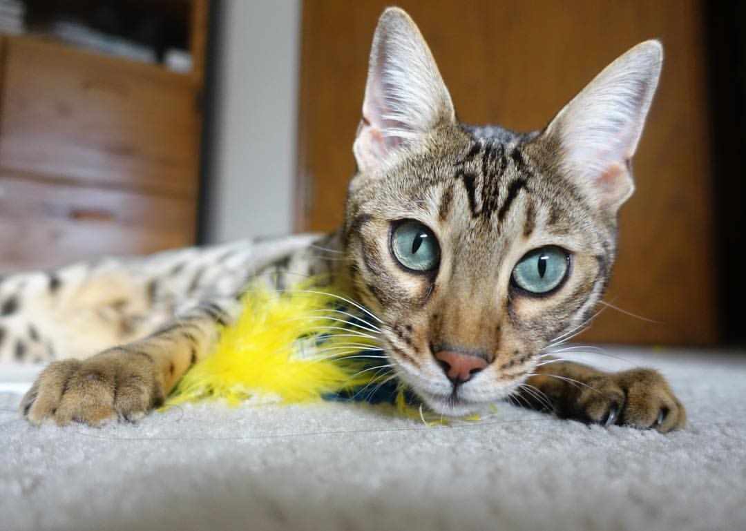 窒息式压迫与战术完胜，AC米兰如何以连续进攻浪潮击溃马德里竞技