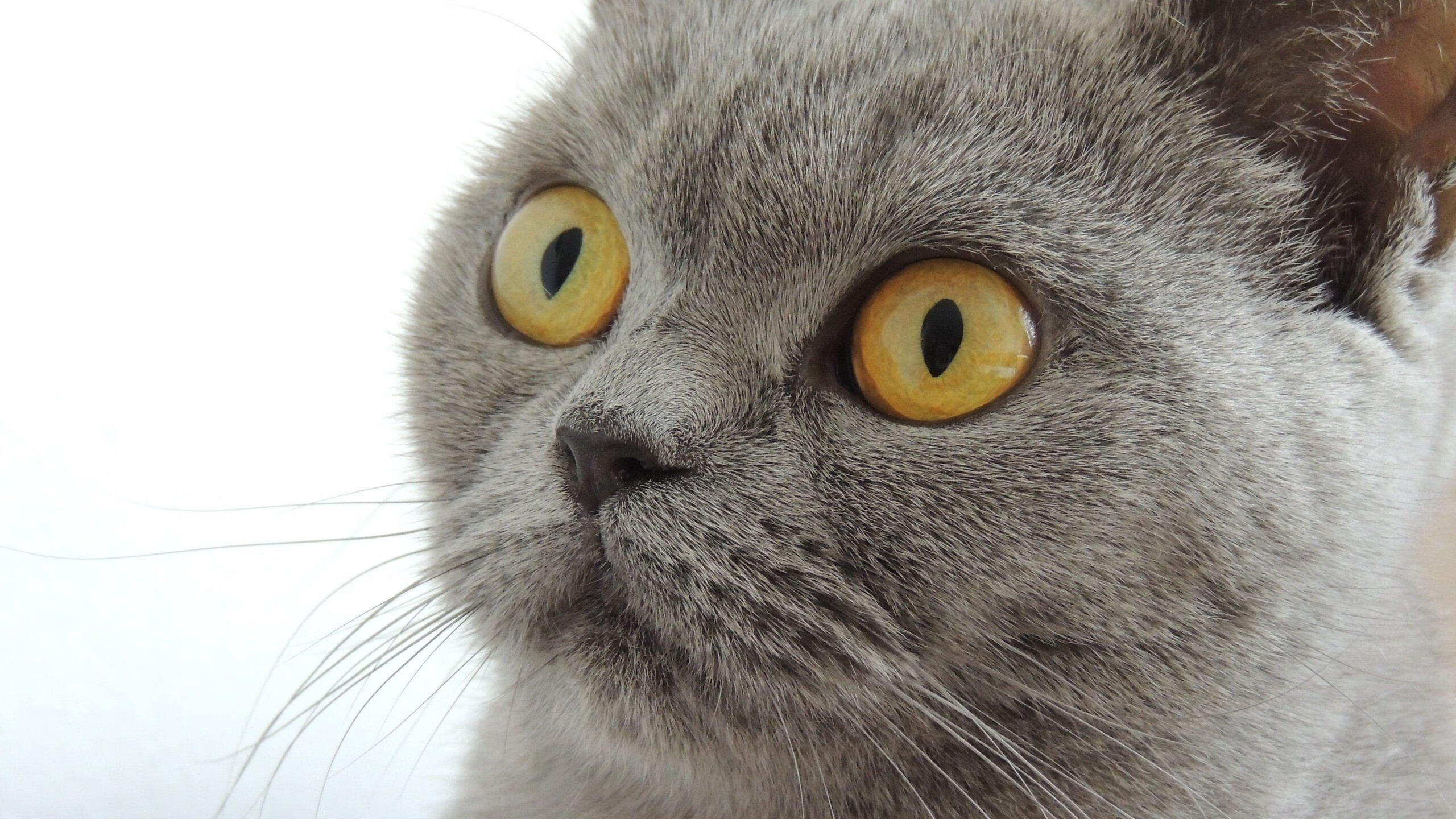 爱德华兹44分撕裂防线,深圳队血战加时掀翻雄鹿创历史