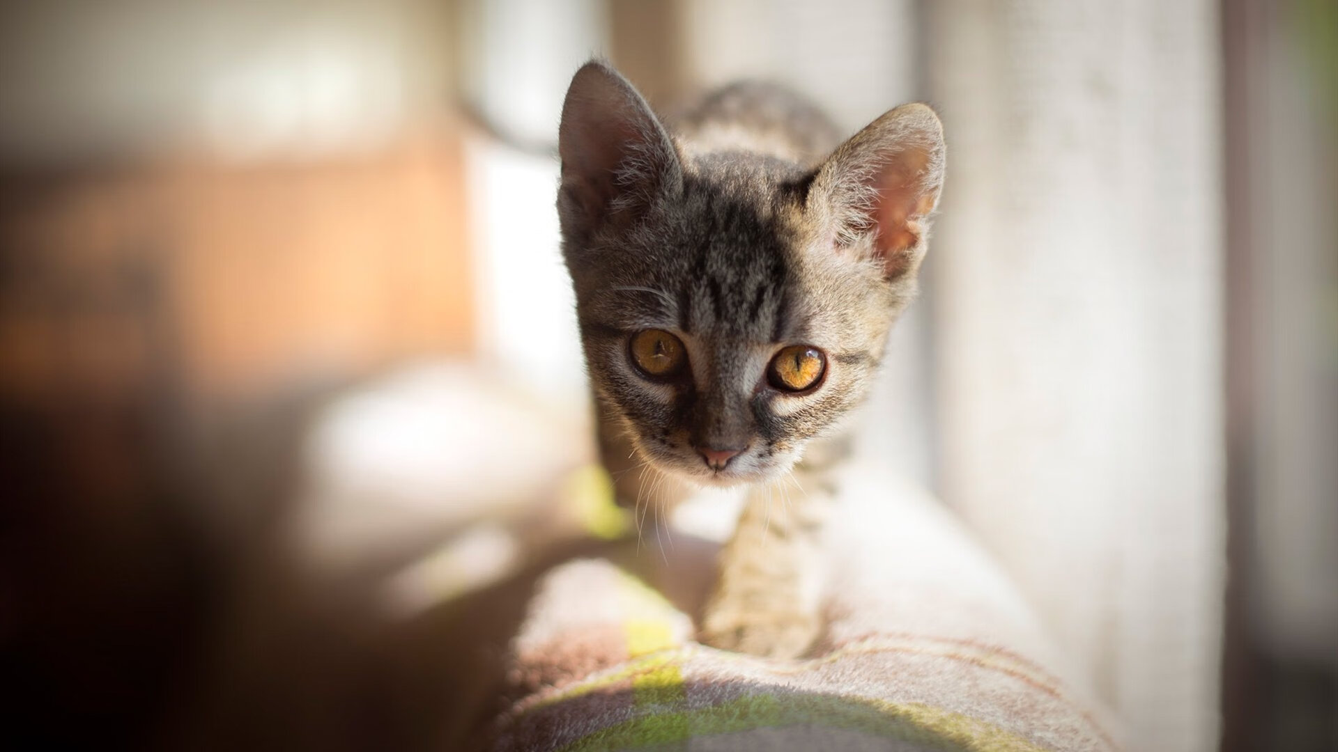 世界杯预选赛悬念终结，洪都拉斯提前击溃哥斯达黎加，迪马利亚关键先生助阿根廷锁定胜局