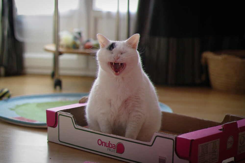 紫金风暴，湖人单节狂潮切特擎天柱，骑士徒叹无奈