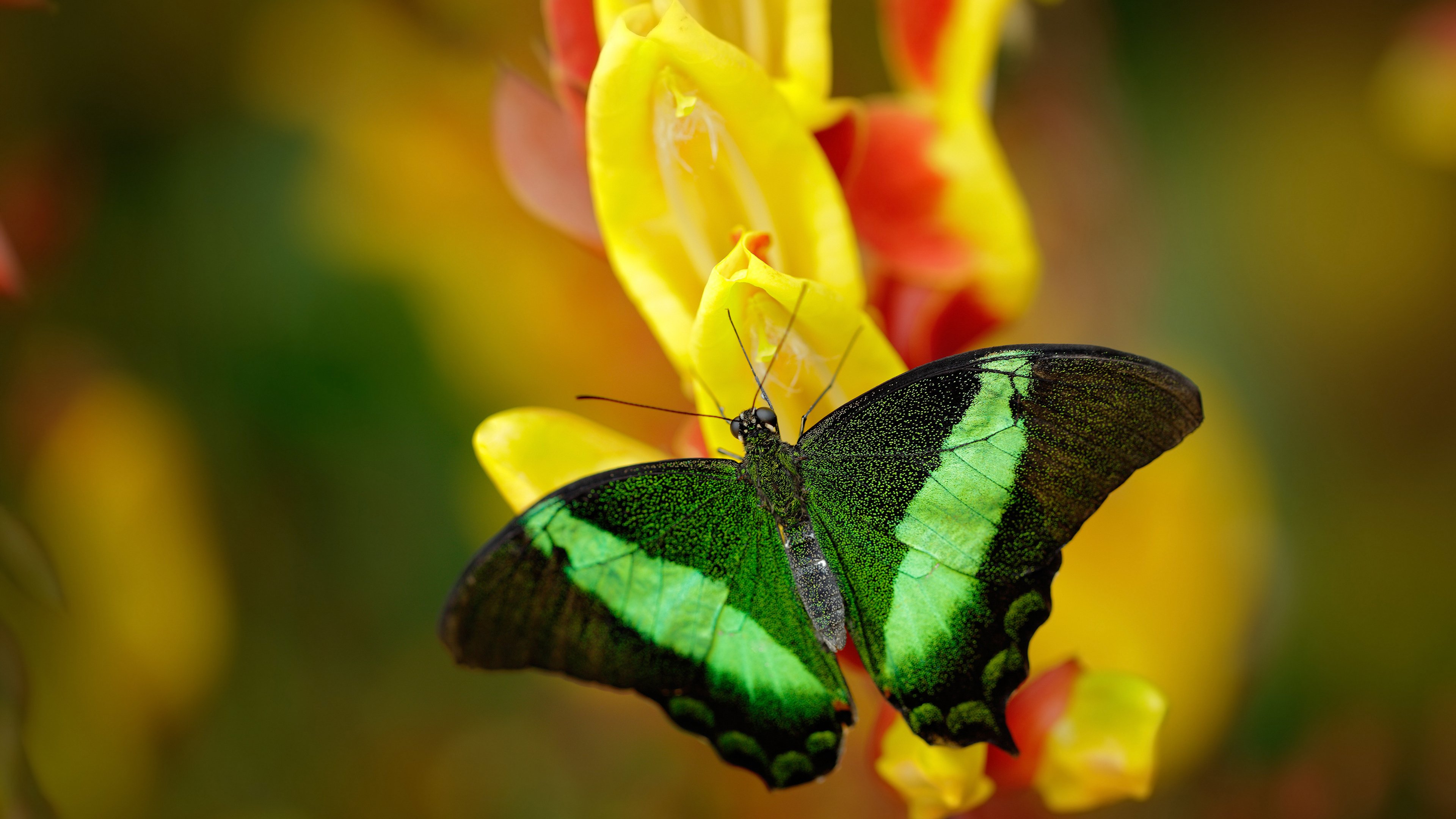 兹拉坦定律，当舞台灯光亮起，他便从传奇变成神话