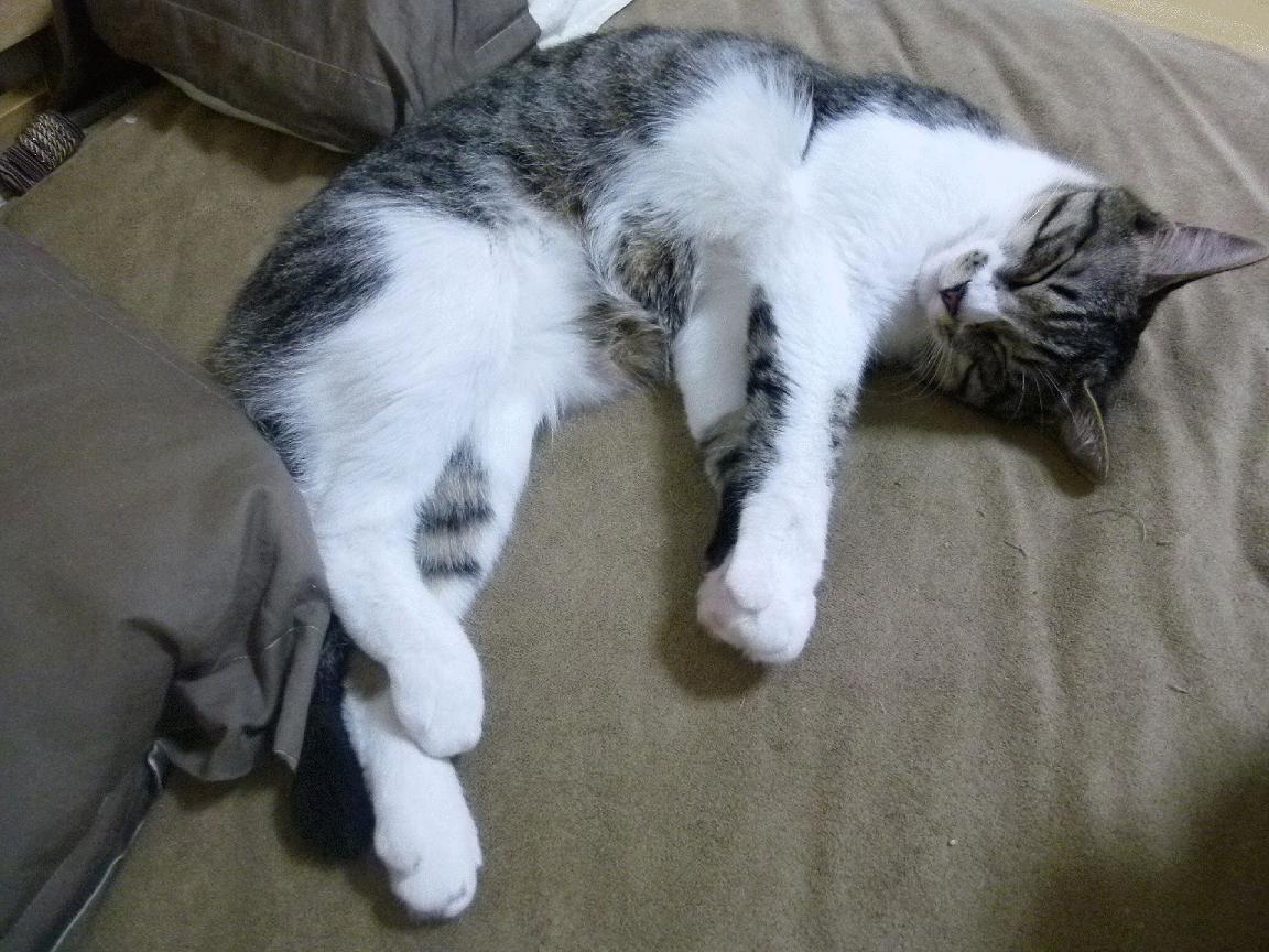 马克西引擎轰鸣！灰熊转换风暴提前终结雄鹿悬念