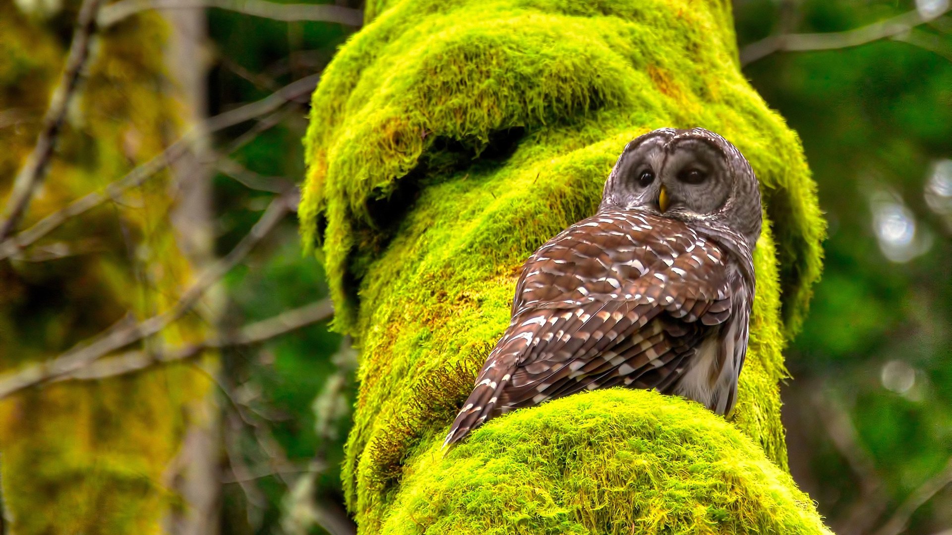 当皇马vs澳大利亚的唯一答案，指向一位日本后卫的爆发
