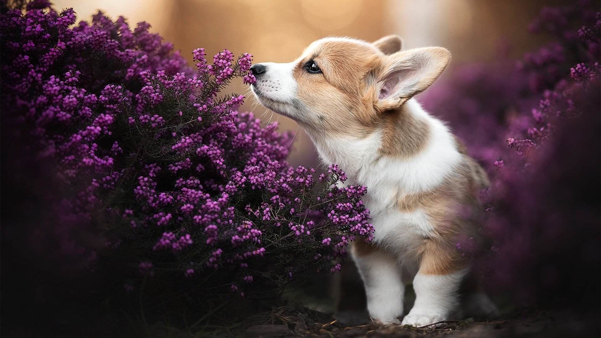 双重征服，当斯坦福桥的蓝色闪耀在华沙的生死之夜