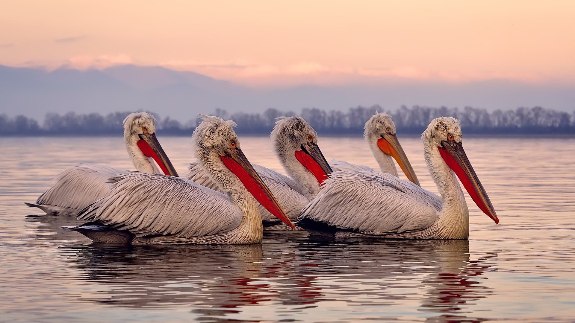 量子穿行｜马克西撕裂次元壁，森林狼跨宇宙晋级