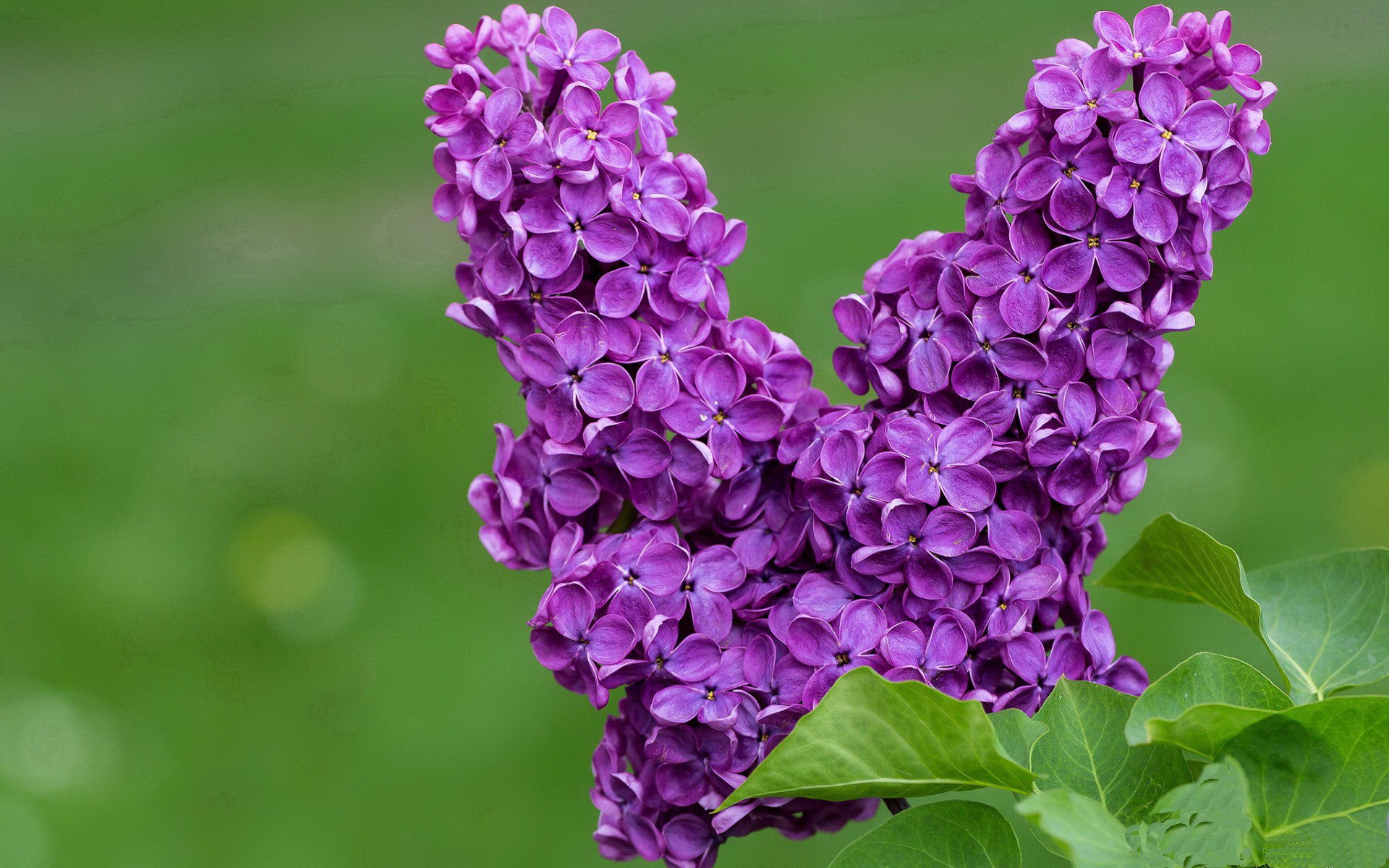 铁壁戈麦斯与窒息雷恩，当个人锁死与体系压制共振于绿茵场
