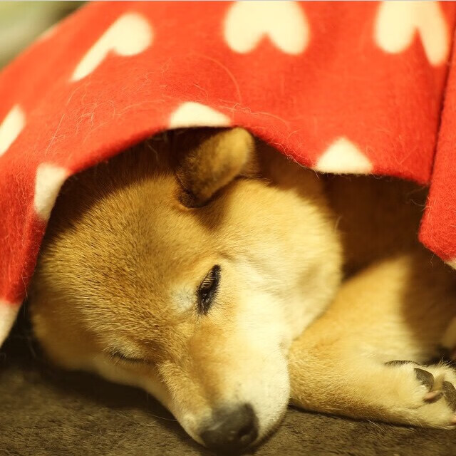 黄牌洪流与绝地求生，奥亚尔萨瓦尔一击刺穿高原神话