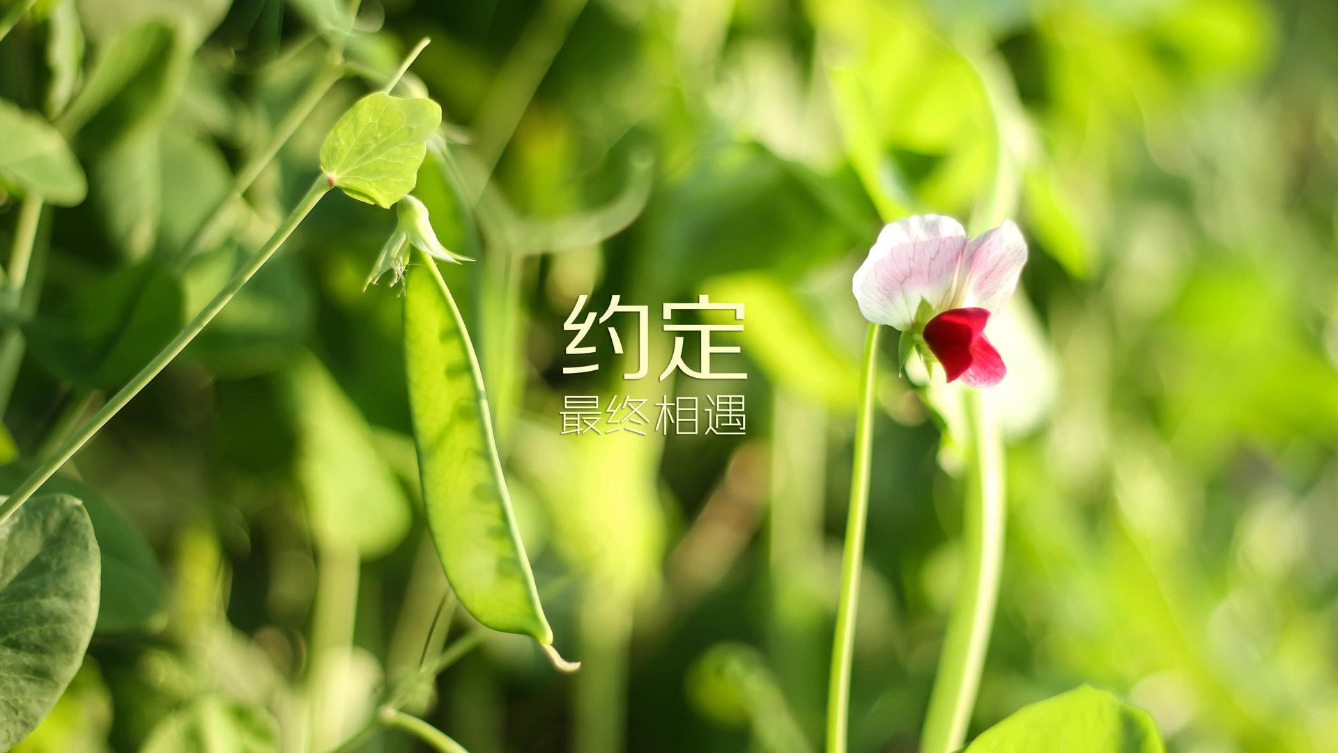 定格的命运，加迪夫之夜，巴雷拉的魔幻左脚与迦太基战车的完美复仇